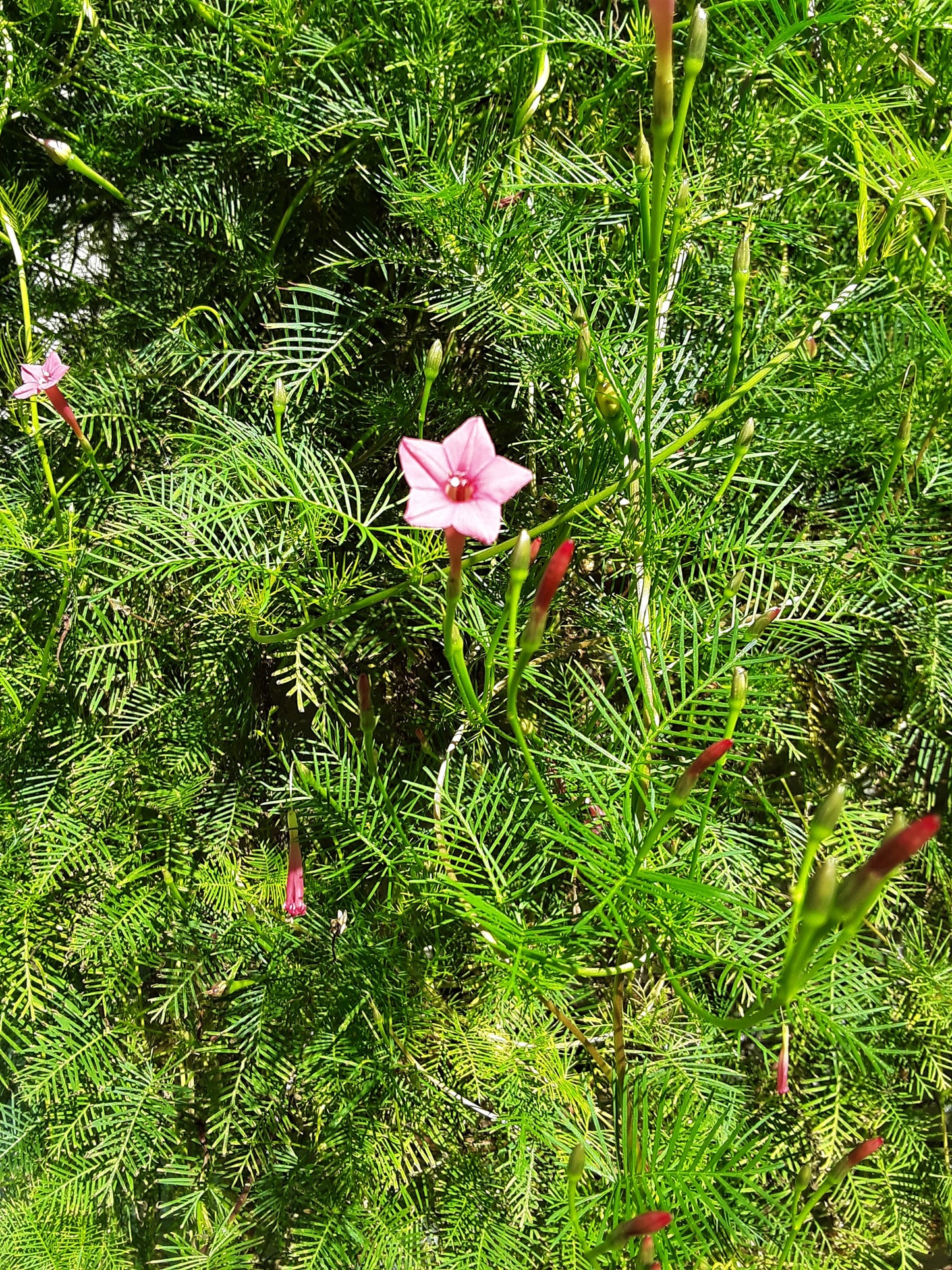 Cypress Pink Bloom Vine Seeds