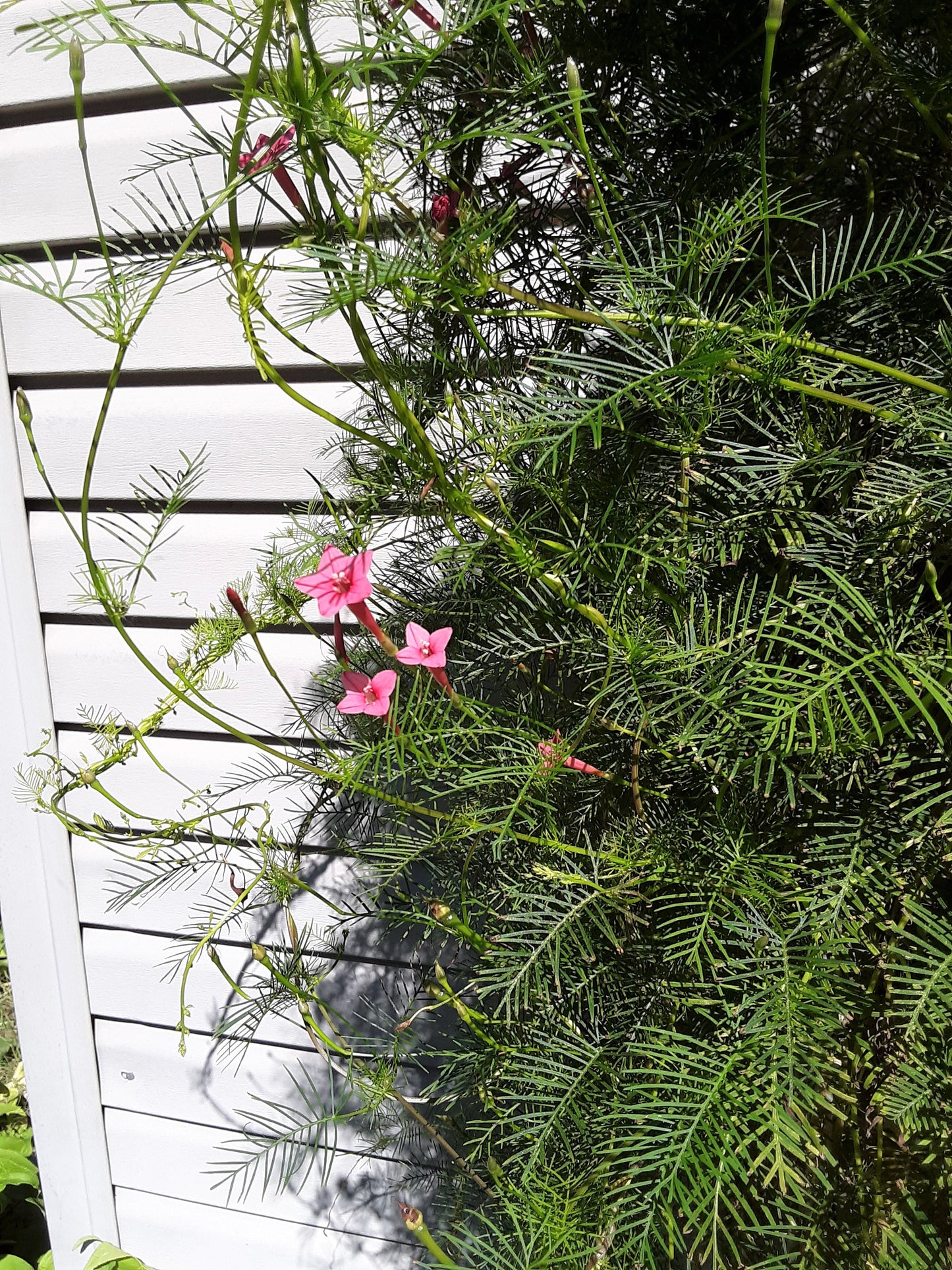 Cypress Pink Bloom Vine Seeds
