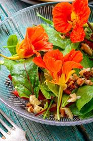 Lettuce Variety Mixed Seeds