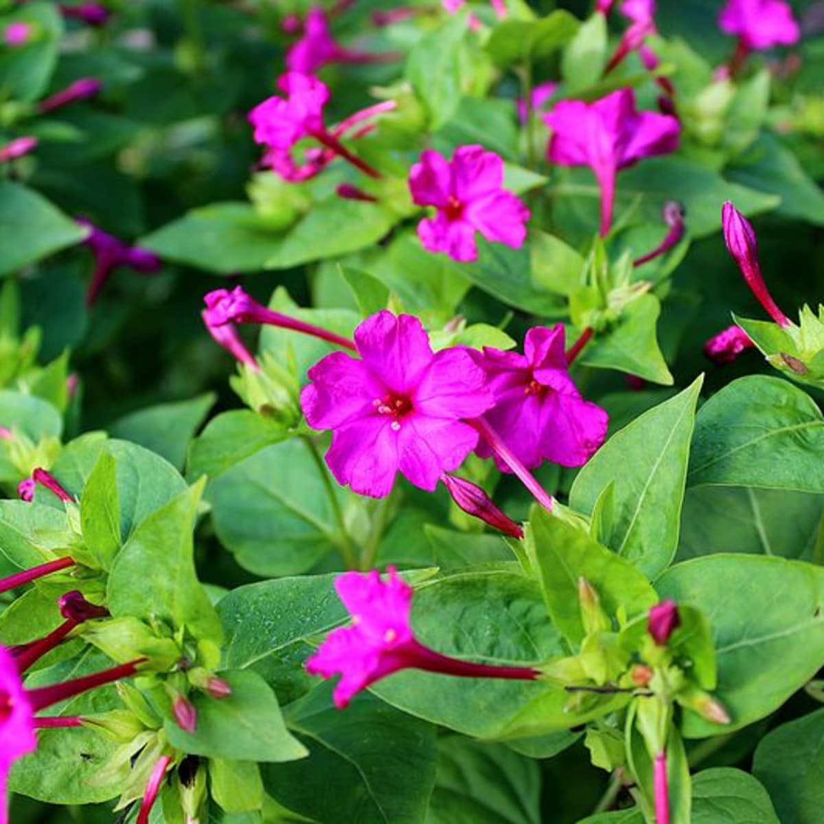 Four O Clock Old Fashioned Pink Flower Seeds