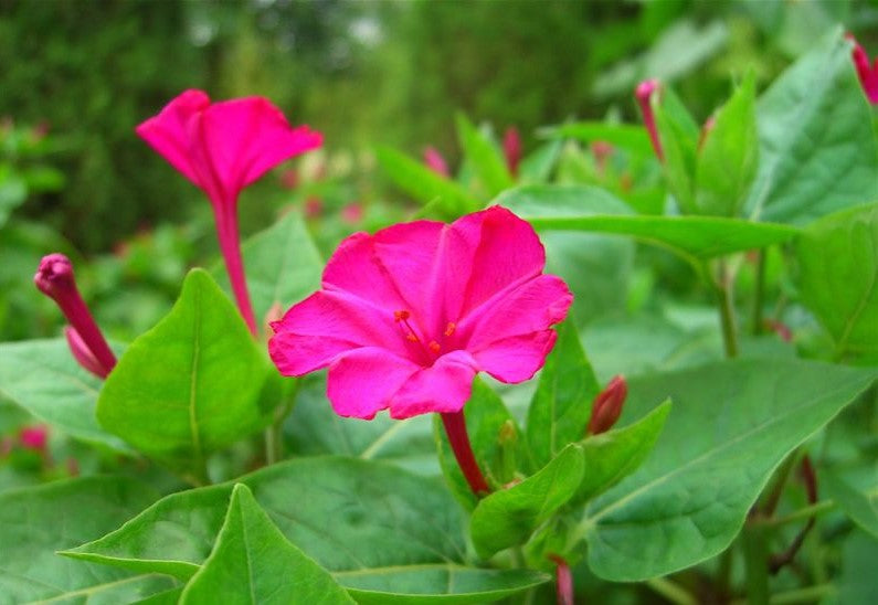 Four O Clock Old Fashioned Pink Flower Seeds