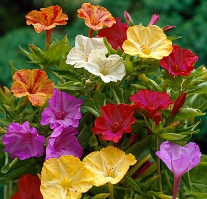 Four O Clock Marvel of Peru Flower Seeds