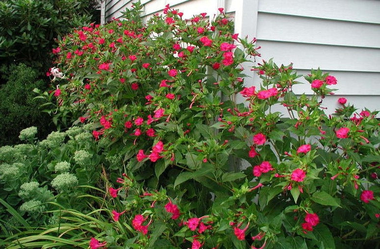 Four O Clock Marvel of Peru Flower Seeds