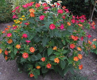 Four O Clock Marvel of Peru Flower Seeds