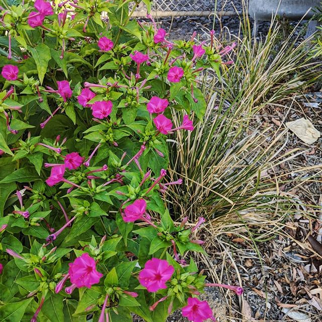 Four O Clock Marvel of Peru Flower Seeds