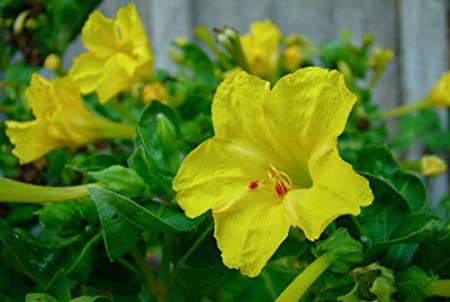 Four O Clock Vibrant Yellow Seeds
