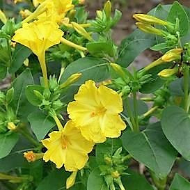 Four O Clock Vibrant Yellow Seeds