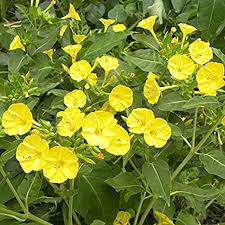 Four O Clock Vibrant Yellow Seeds