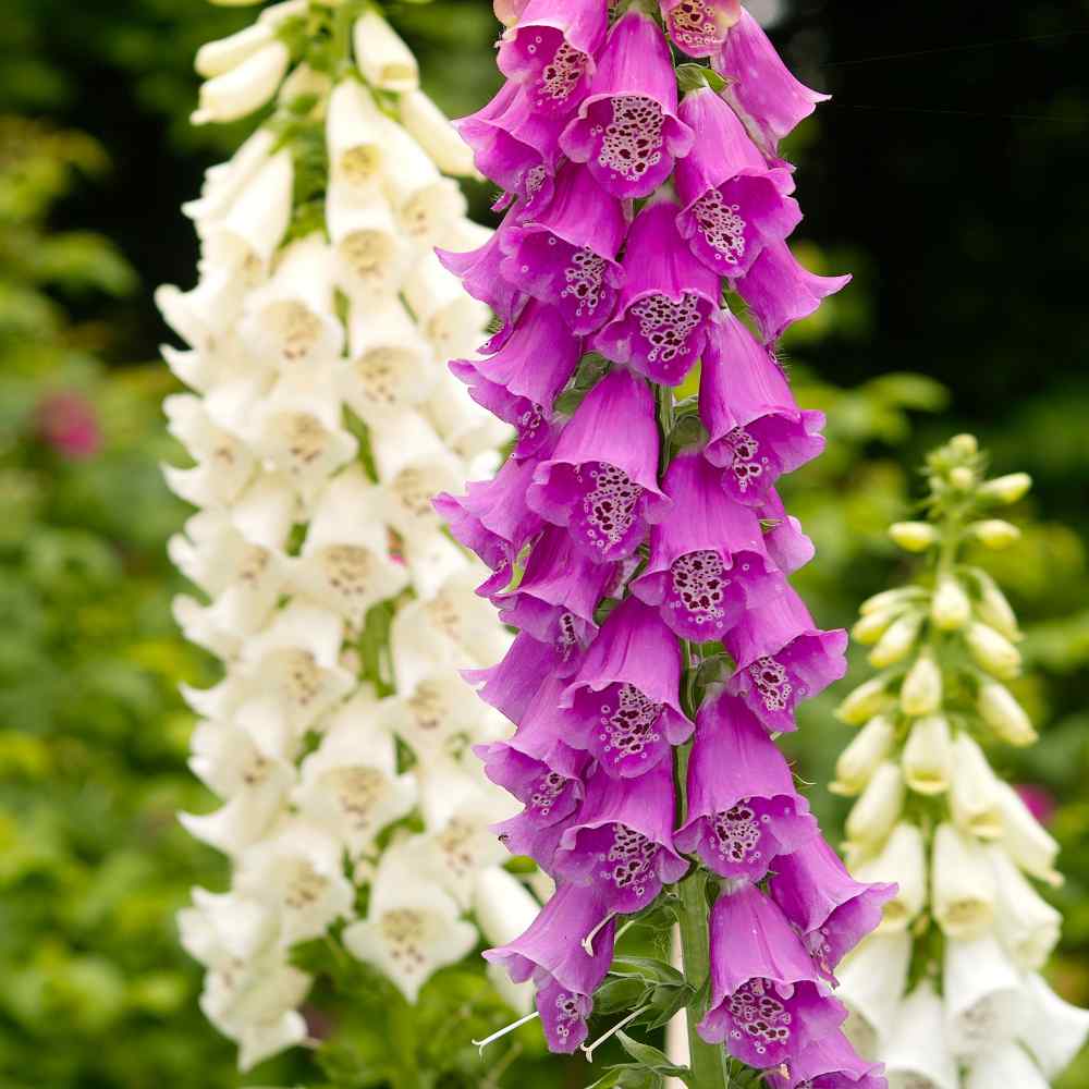 Foxglove Mixed Color Seeds