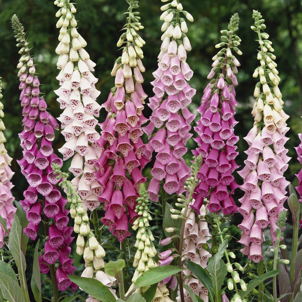 Foxglove Mixed Color Seeds