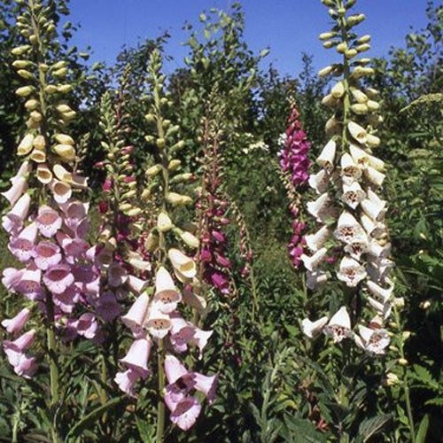 Foxglove Mixed Color Seeds