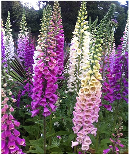 Foxglove Mixed Color Seeds