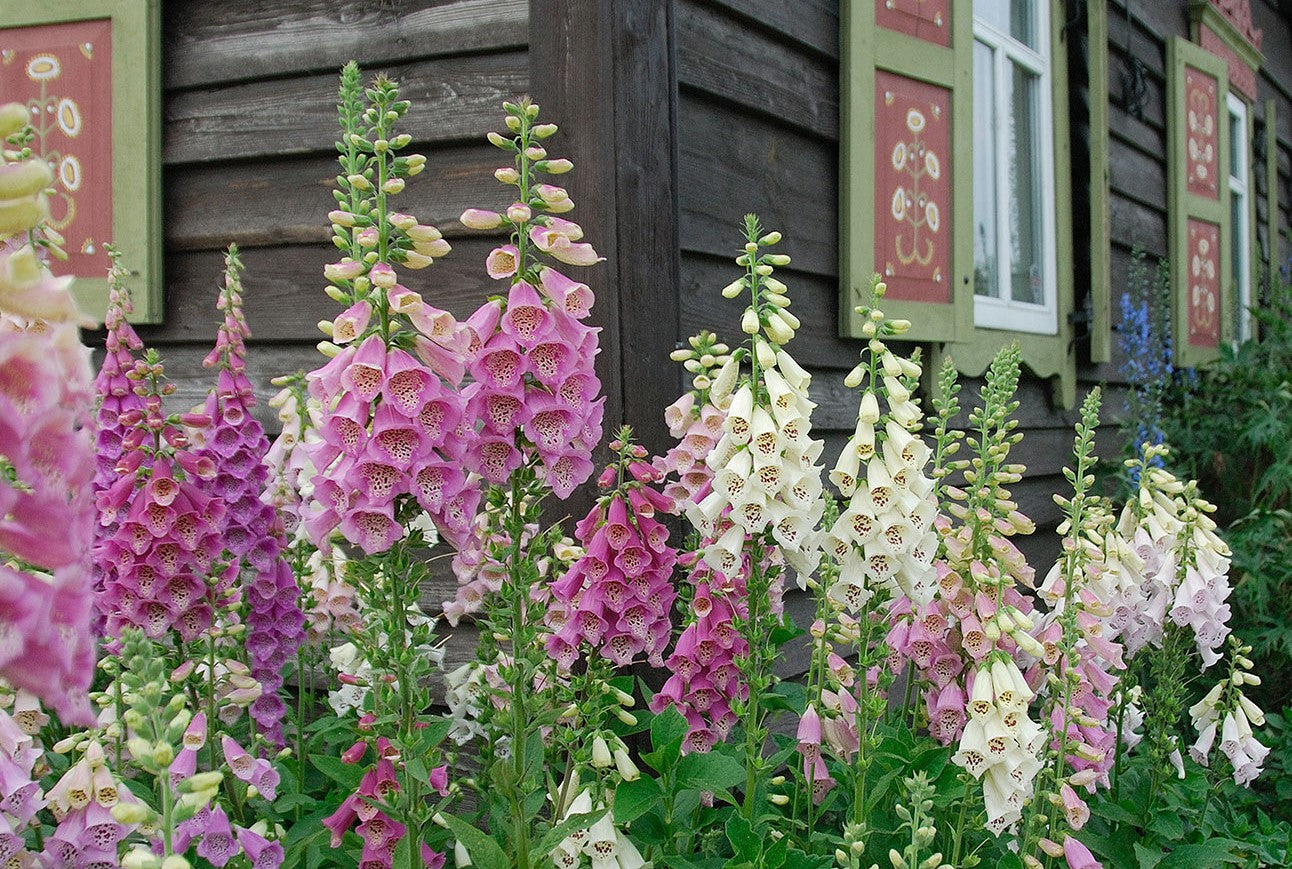 Foxglove Mixed Color Seeds
