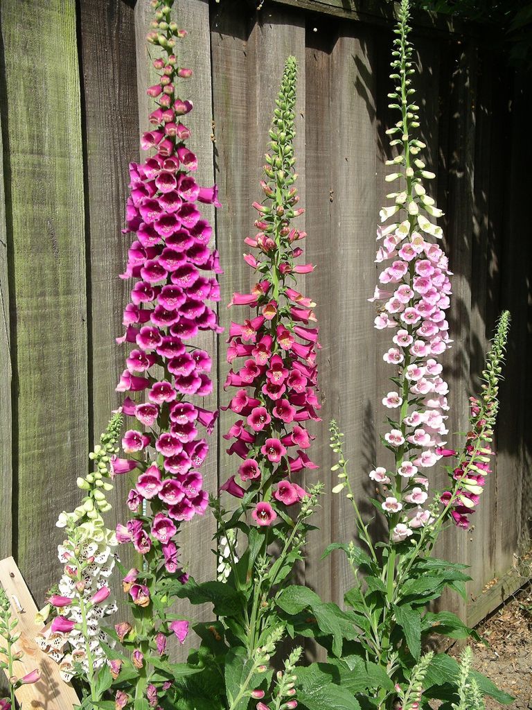 Foxglove Mixed Color Seeds