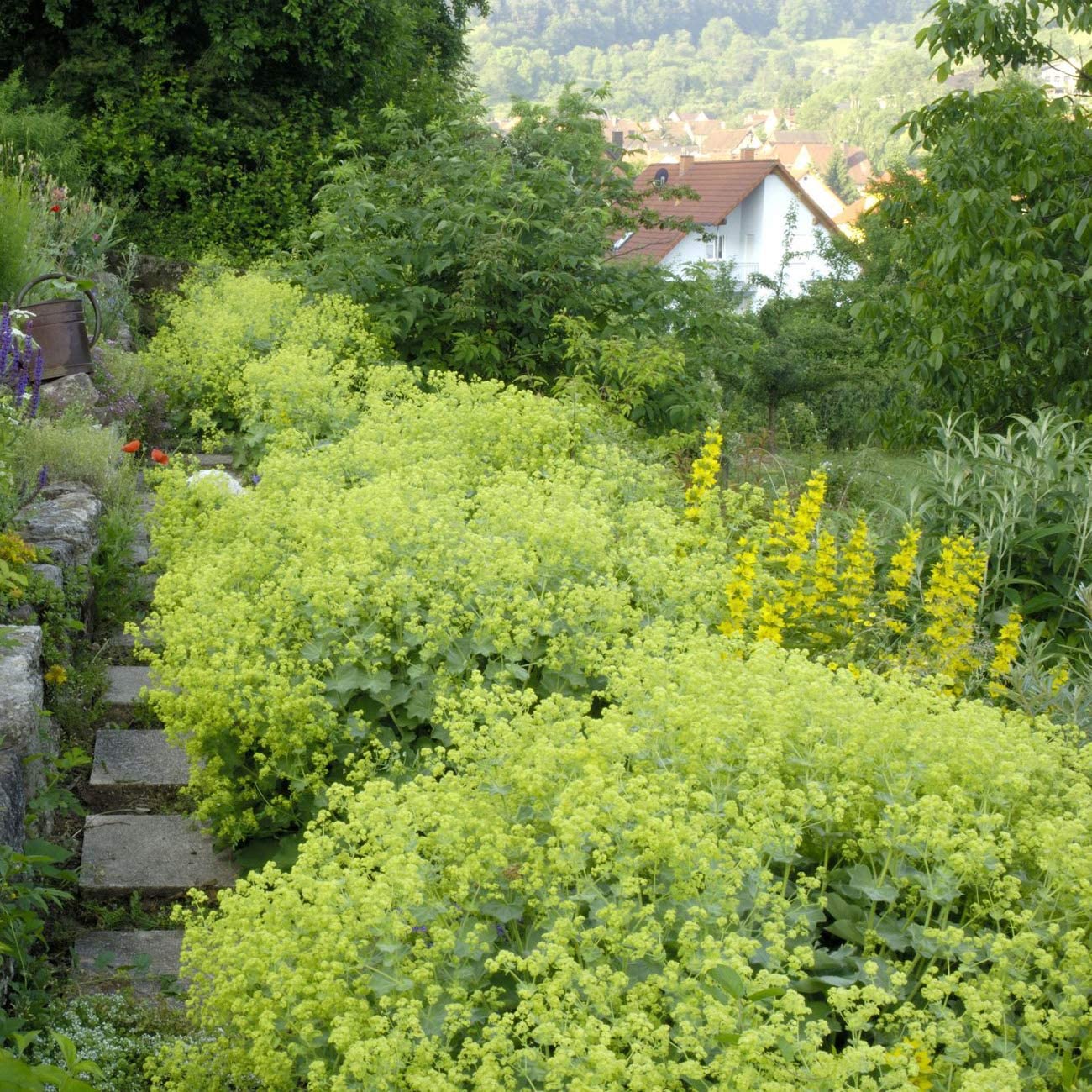 Lady's Mantle Herb Seeds