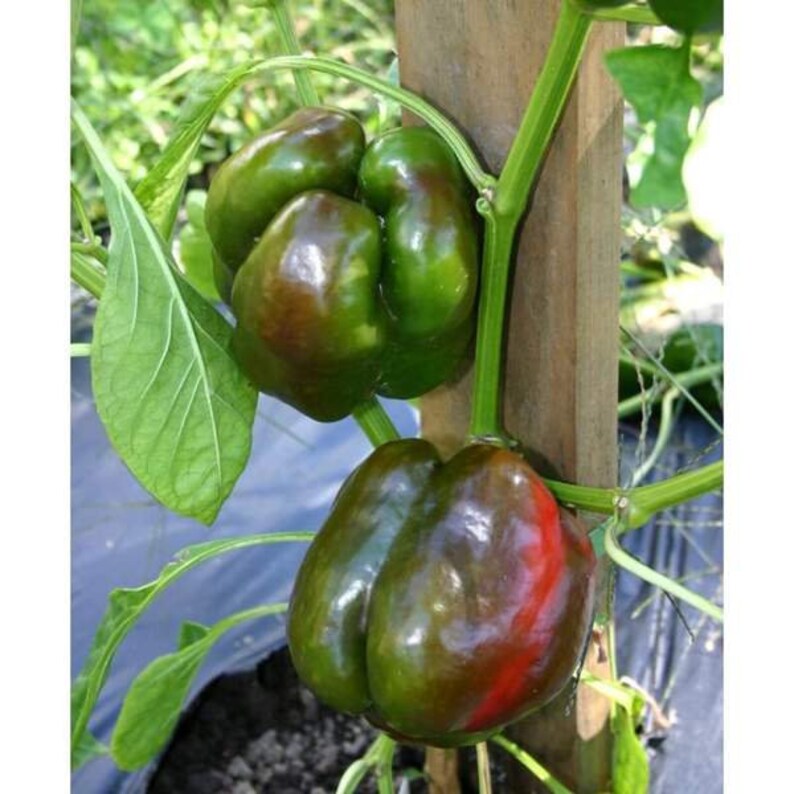 Pepper, King of the North Sweet Pepper Seeds