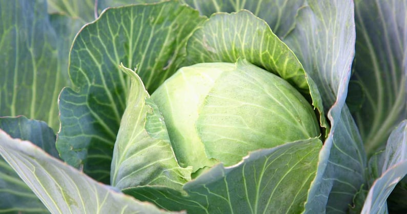 Cabbage Seeds, Early Round Dutch Cabbage