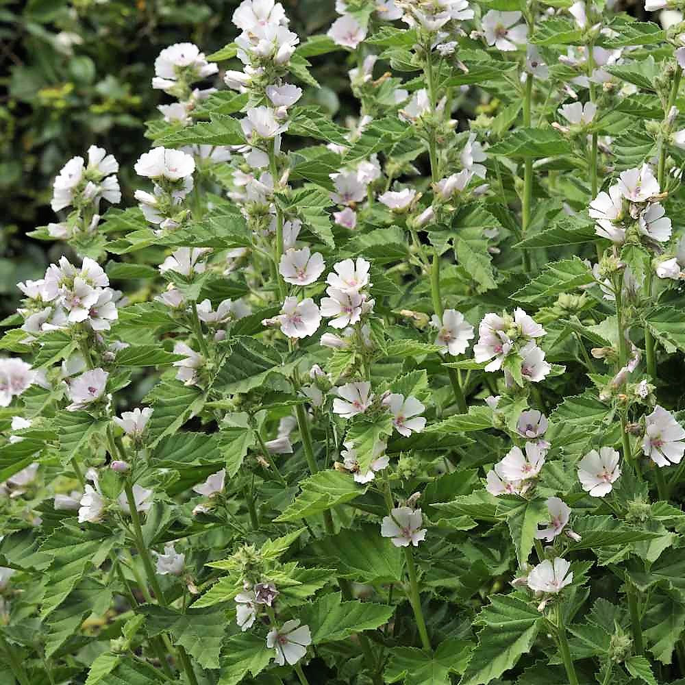 Marshmallow Herb Seeds