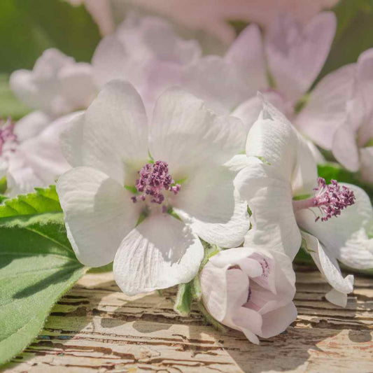 Marshmallow Herb Seeds
