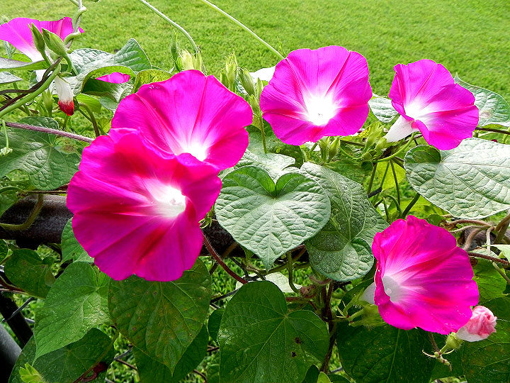Morning Glory Crimson Rambler Heirloom Seeds