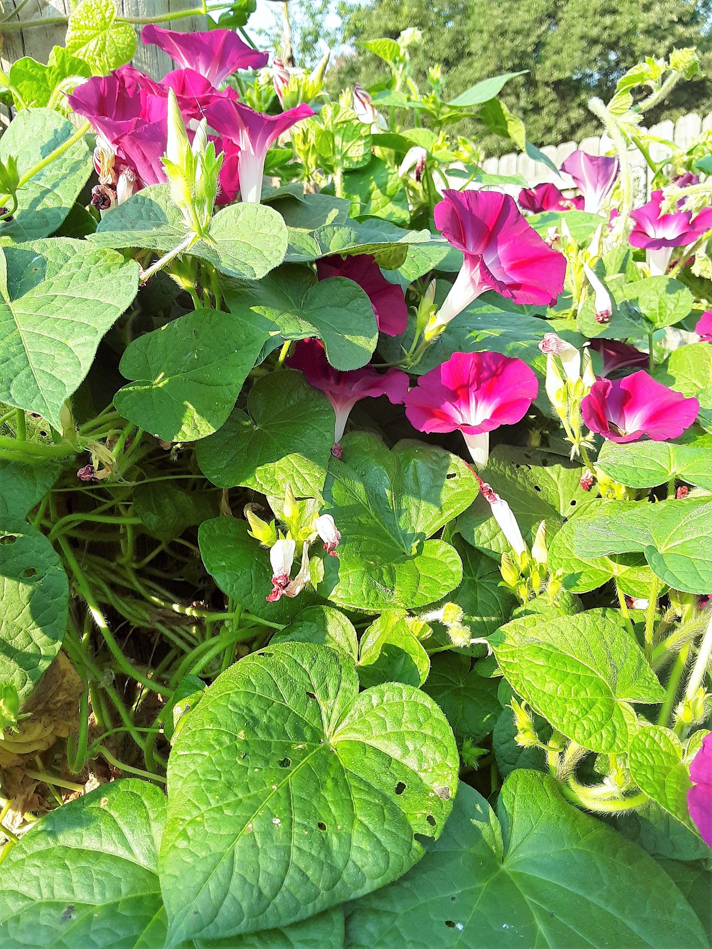 Morning Glory Crimson Rambler Heirloom Seeds