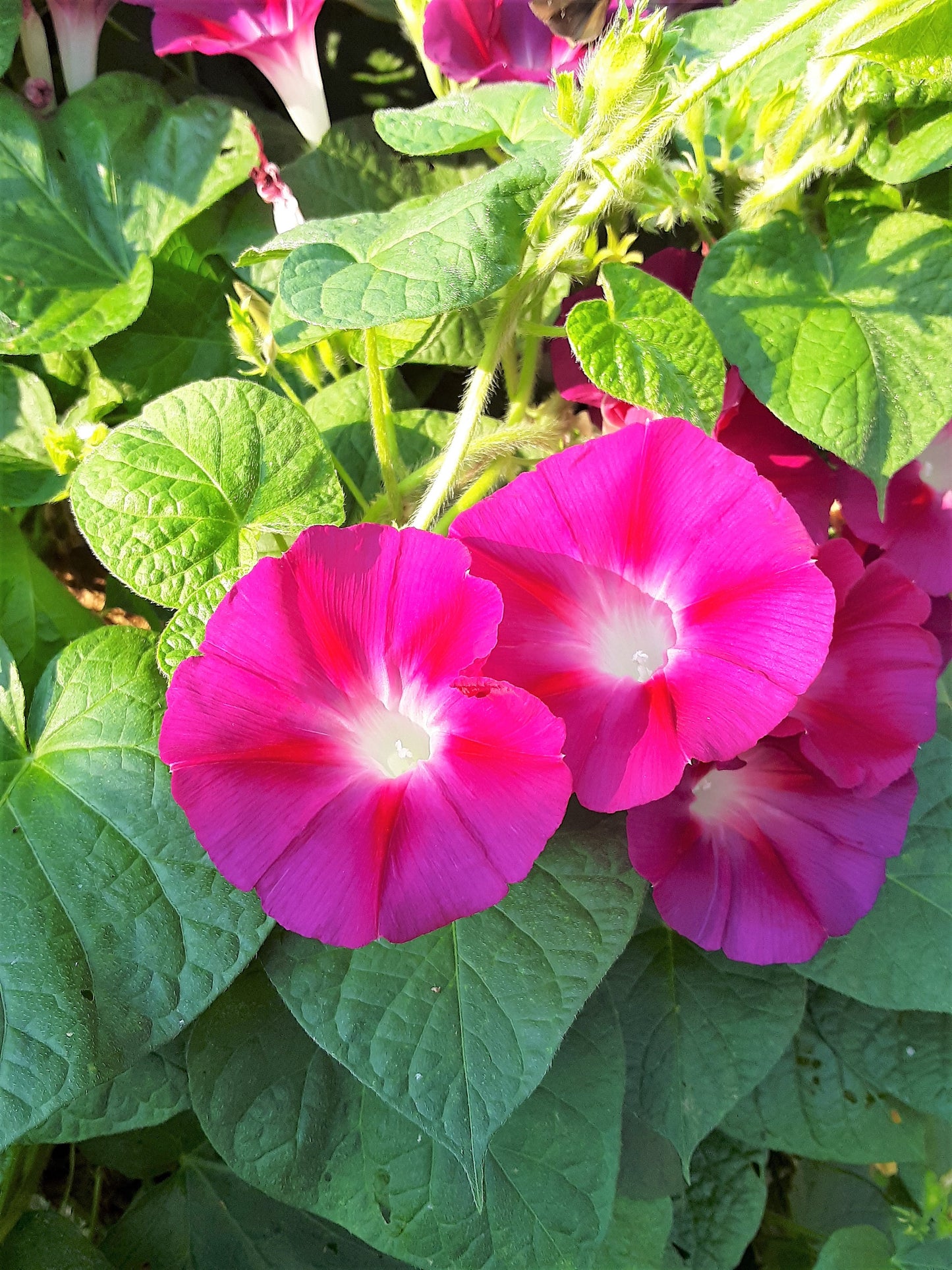 Morning Glory Crimson Rambler Heirloom Seeds