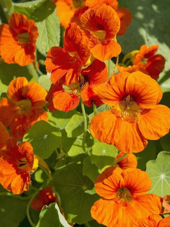 Nasturtium Spitfire Seeds, Tropaeolum Majus