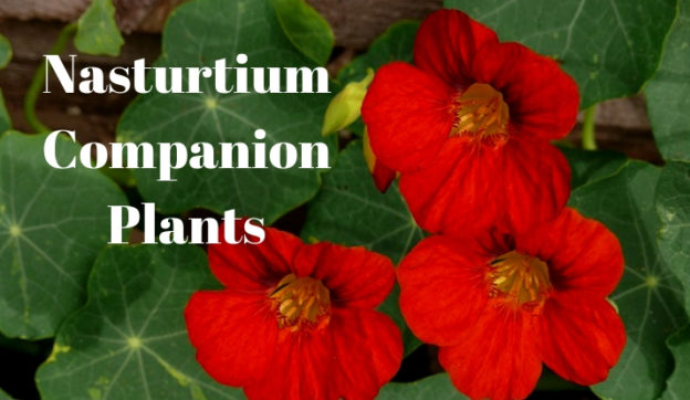 Nasturtium Empress of India Red Flower Seeds