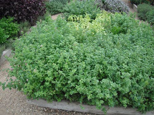 Oregano Greek Herb Seeds