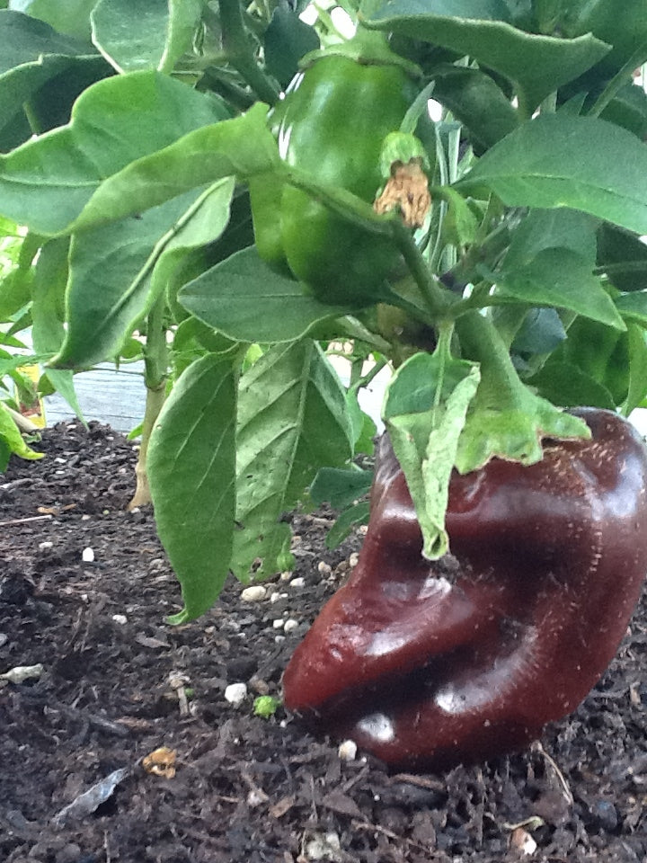 Pepper Seeds, Organic Chocolate Pepper Seeds