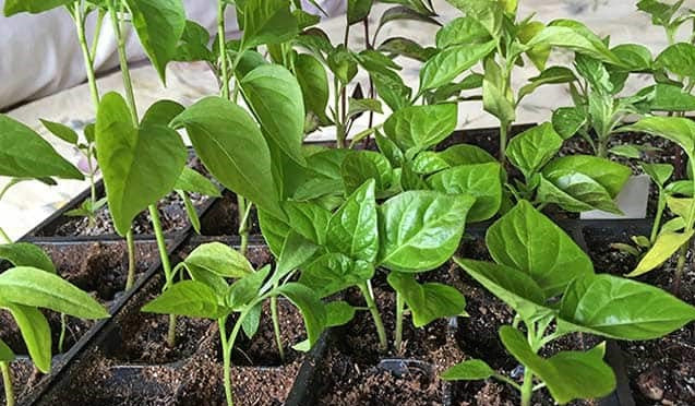 Pepper Seeds, Organic Chocolate Pepper Seeds