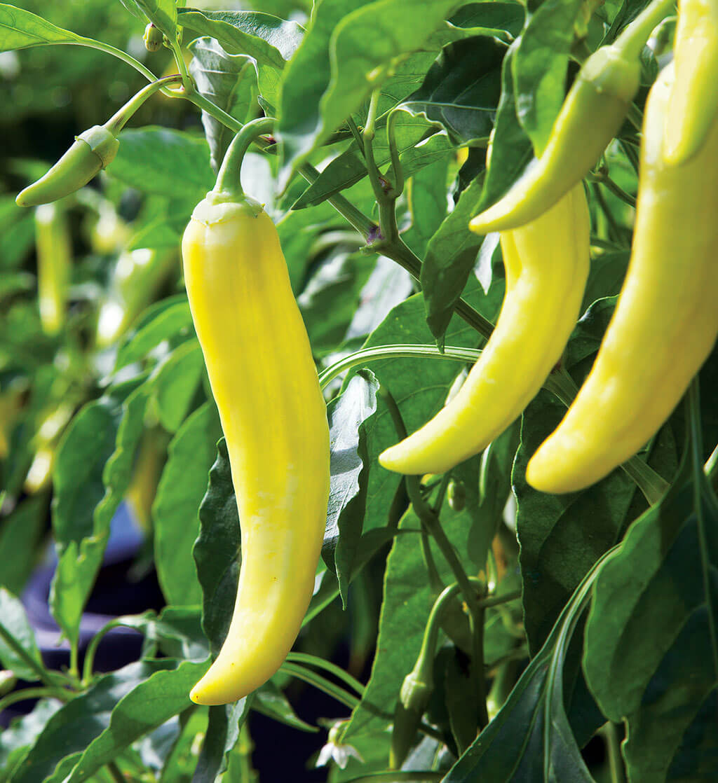Pepper, Sweet Banana Pepper Seeds