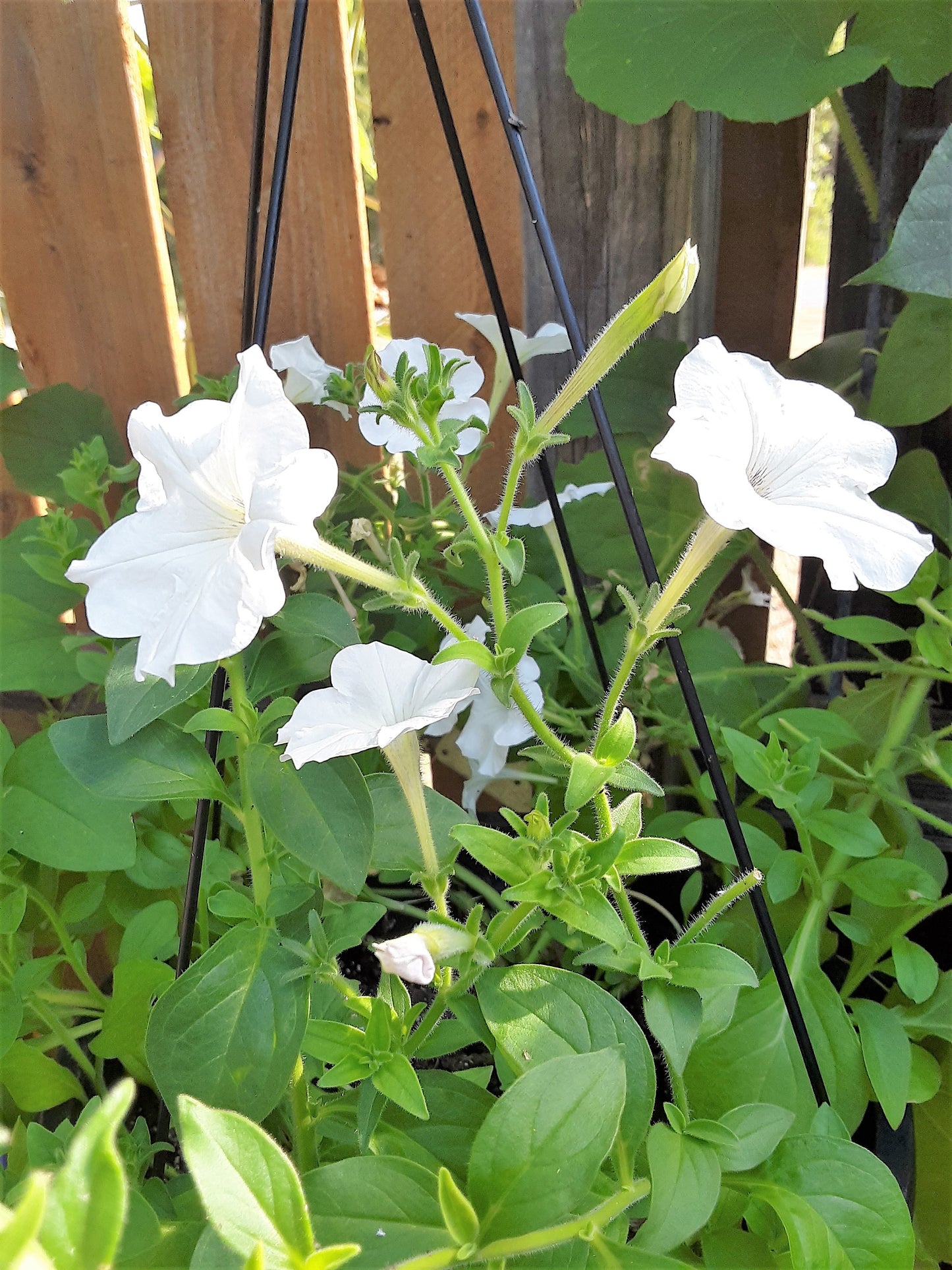 Petunia Hybrida Mixed Seeds