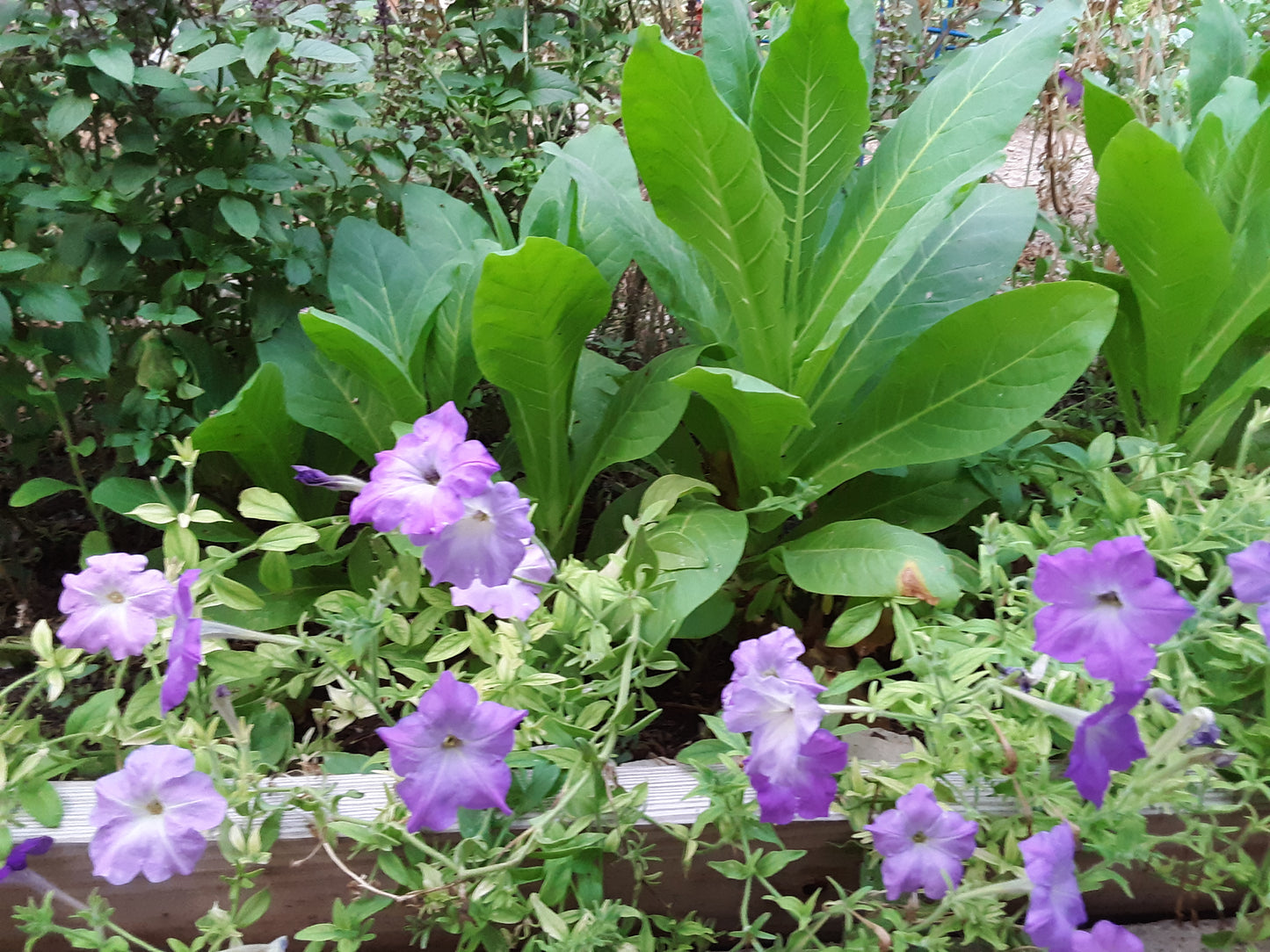 Petunia, Old Fashioned Vining Mixed Bloom Color Seeds