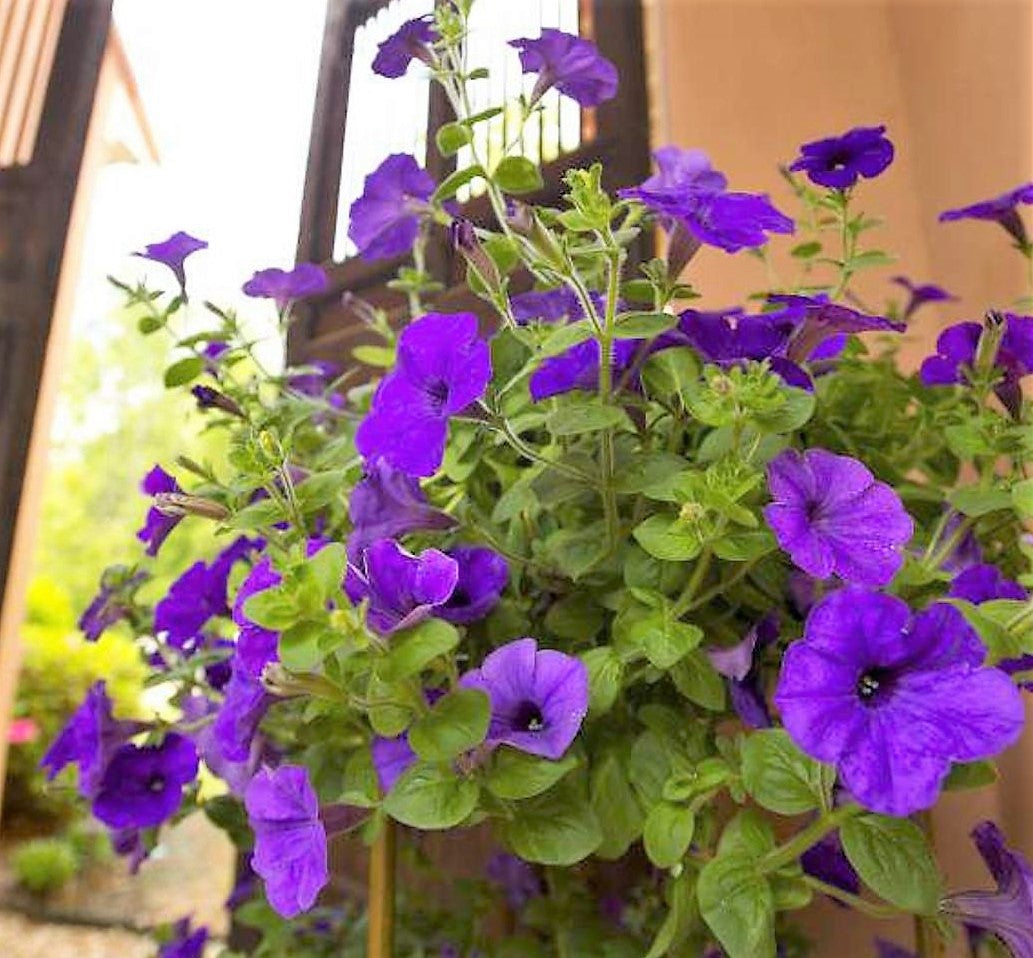 Petunia Alderman Seeds, Nana Compacta