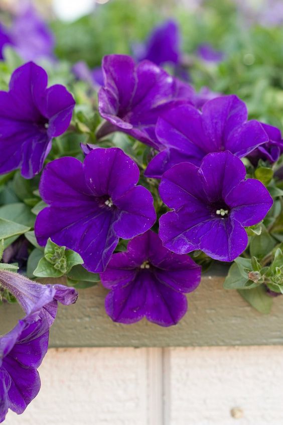 Petunia Alderman Seeds, Nana Compacta