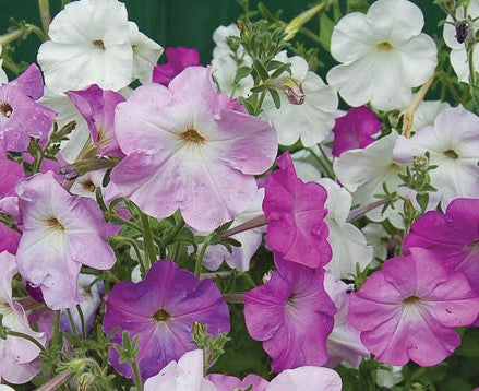 Petunia, Old Fashioned Vining Mixed Bloom Color Seeds
