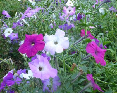 Petunia, Old Fashioned Vining Mixed Bloom Color Seeds