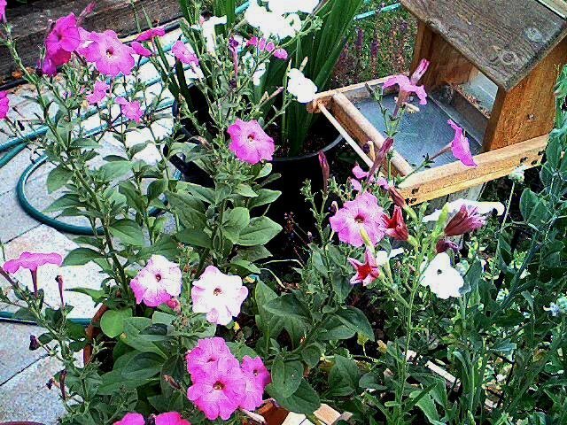 Petunia, Old Fashioned Vining Mixed Bloom Color Seeds