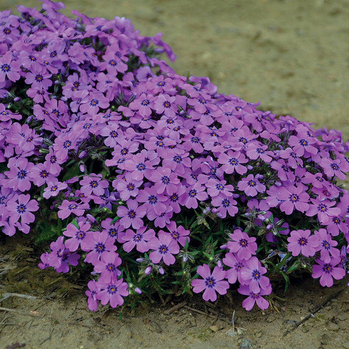 Phlox Seeds, Blue Phlox Drummondii