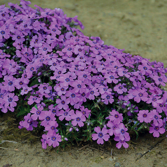 Phlox Seeds, Blue Phlox Drummondii