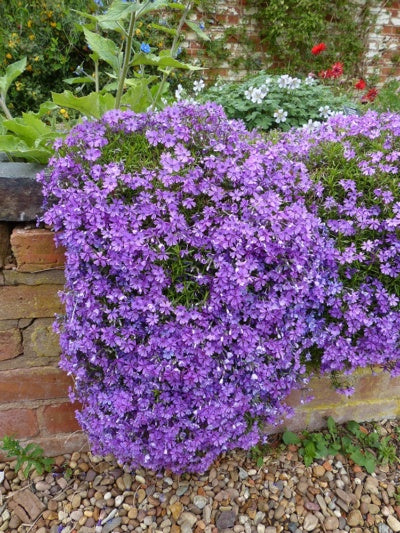 Phlox Seeds, Blue Phlox Drummondii