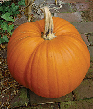 Pumpkin, Sugar Pumpkin Seeds