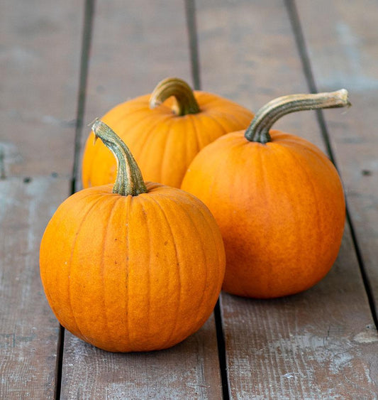 Pumpkin, Sugar Pumpkin Seeds
