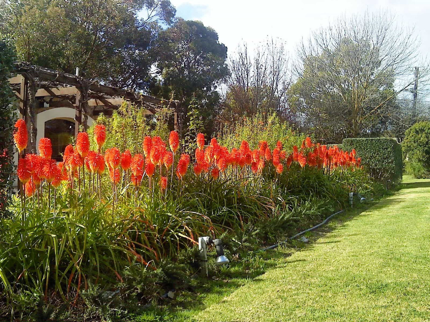 Red Hot Poker Flower Seeds