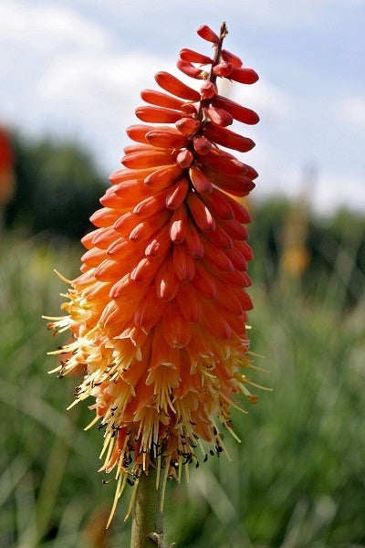 Red Hot Poker Flower Seeds