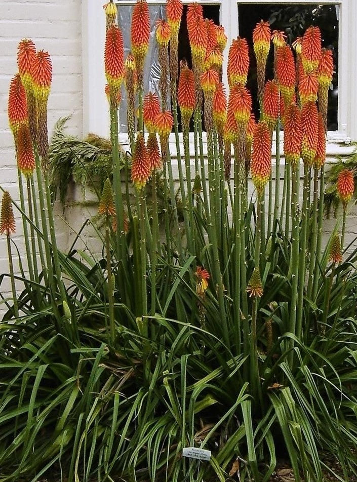 Red Hot Poker Flower Seeds