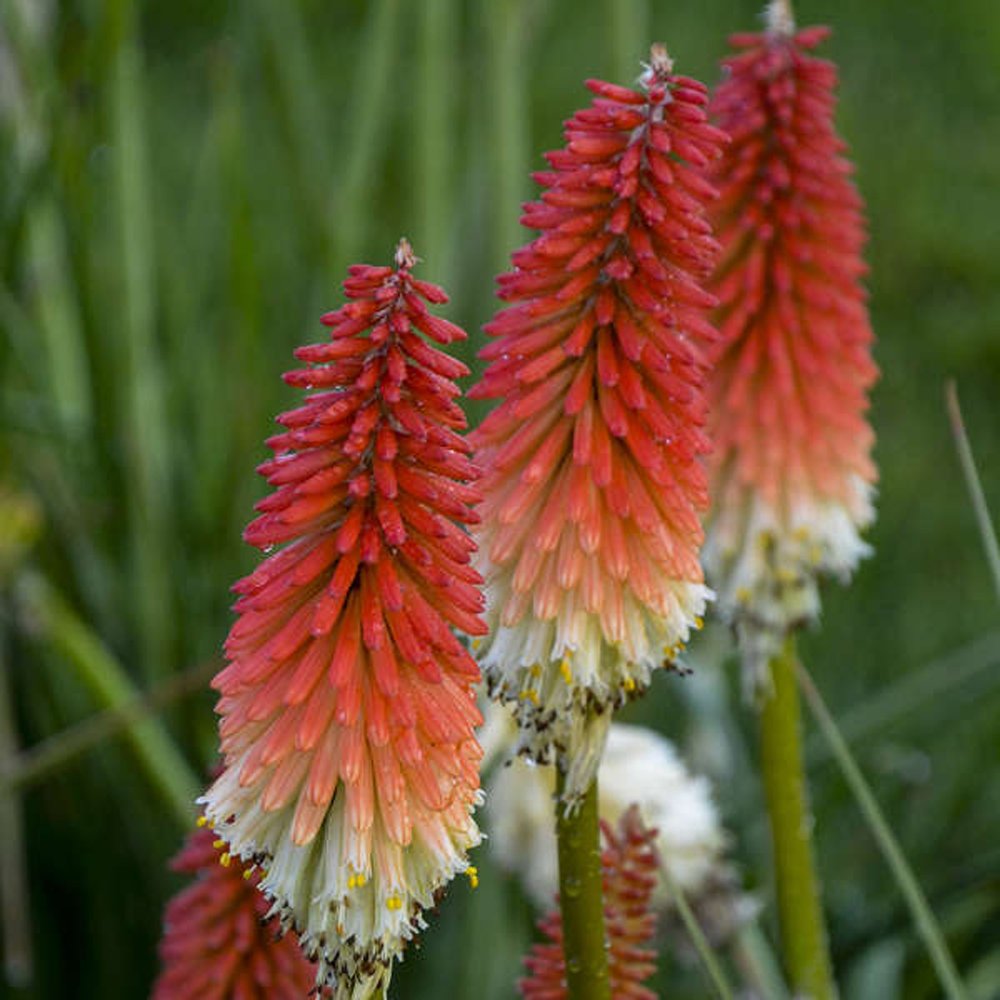 Red Hot Poker Flower Seeds