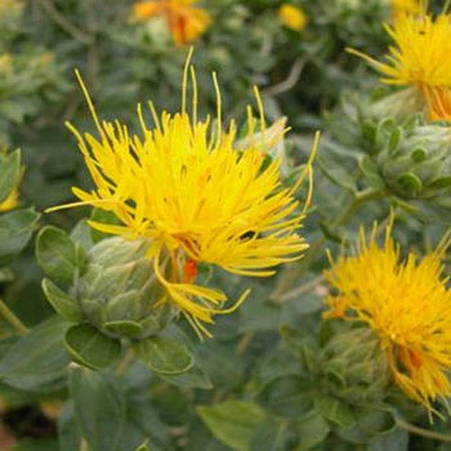 Safflower, Yellow Safflower Seeds