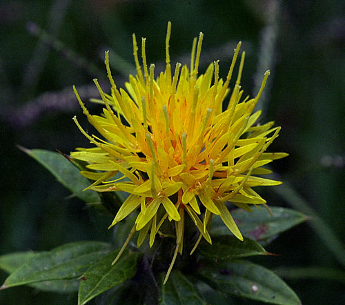 Safflower, Yellow Safflower Seeds